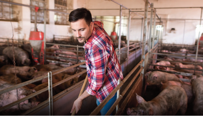 Update on pig production in the US
