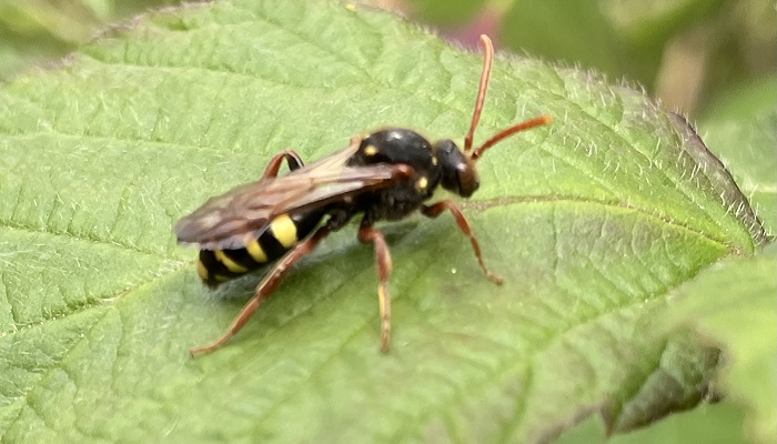Marshams Nomad Bee pictured on a leaf