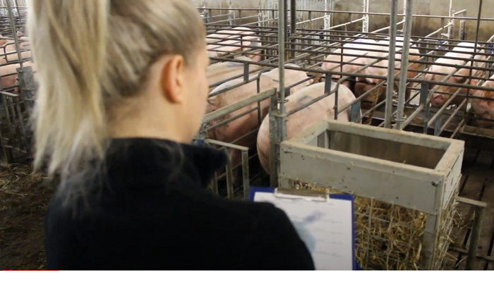 Martyna Lagoda, PhD Student Pig Development Department