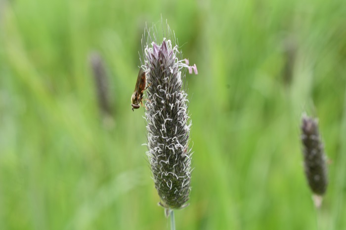 Meadow foxtail flower