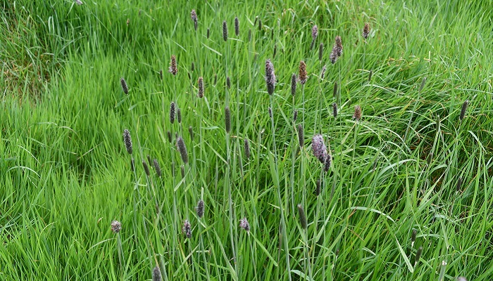 Meadow foxtail growing in its habitat