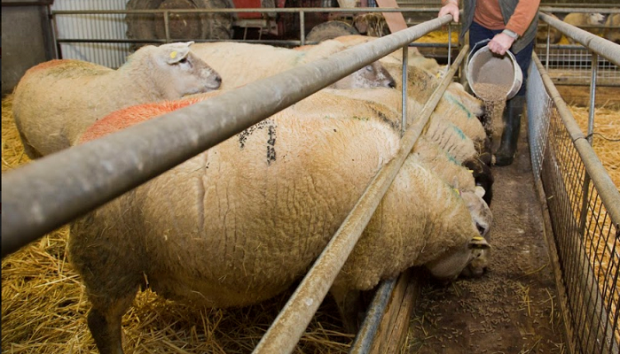 Understanding your ewe ration energy rating
