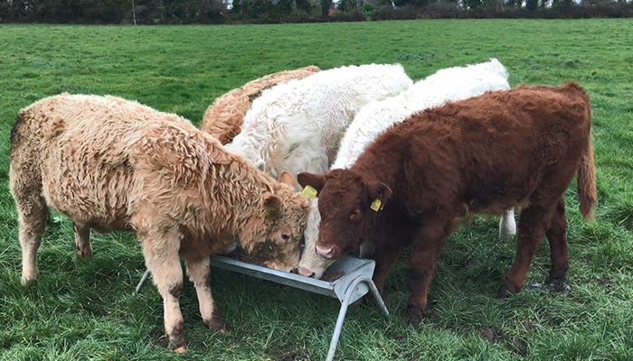 Should I feed meals to my cattle this autumn?