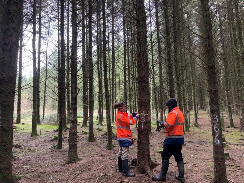 Measuring tree diameters and heights
