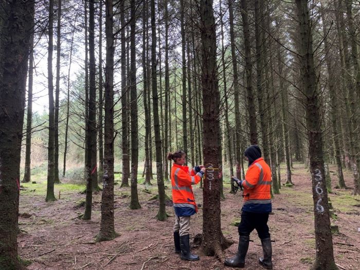 Transformation of Sitka spruce stands to continuous cover forestry- ContinuFOR