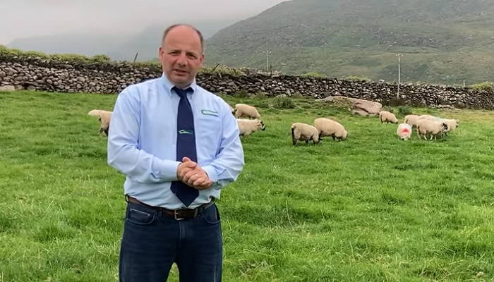 External parasite control in hill sheep