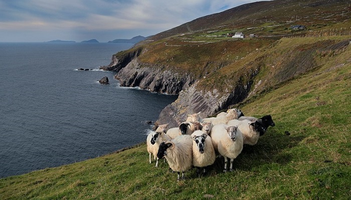An overview of the ACRES Kerry / West Cork co-operation