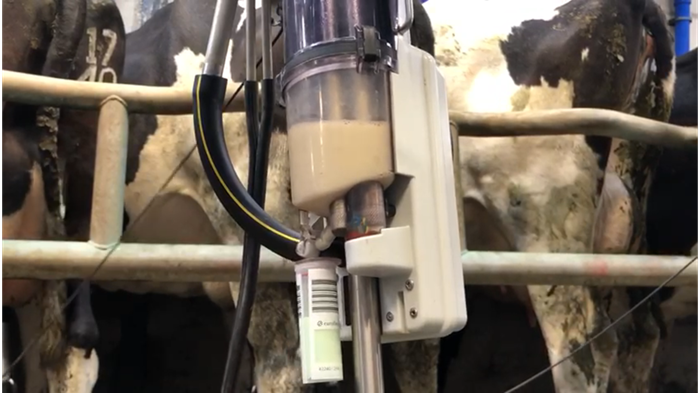 A milk sample being collected during milk recording