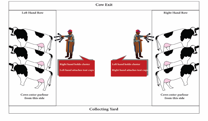 Milker position when attaching clusters