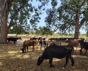 Mixed dairy cow breeds sheltering under trees during a period of heat drought and fodder scarcity in the TALIRI Tanga Research Centre
