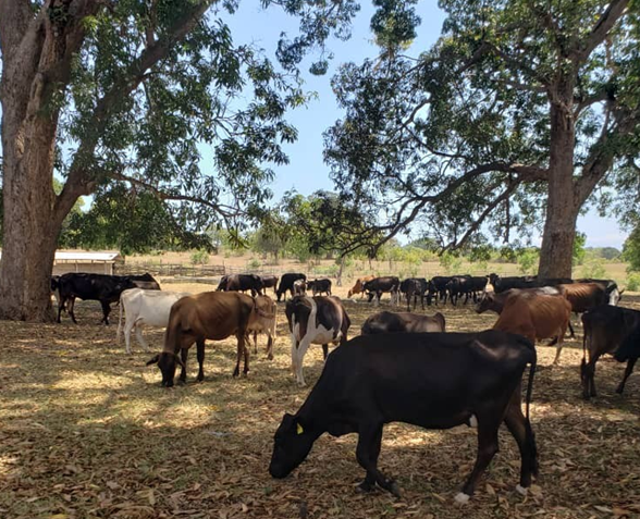 Teagasc in Tanzania