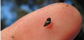 Mud Snail