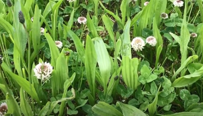 Management of multispecies swards