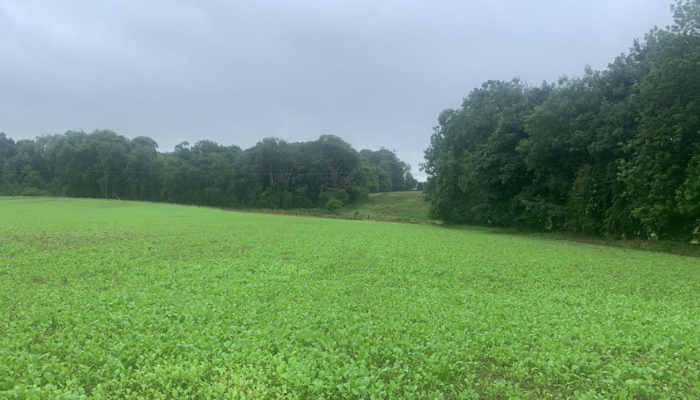 Multi species swards in field