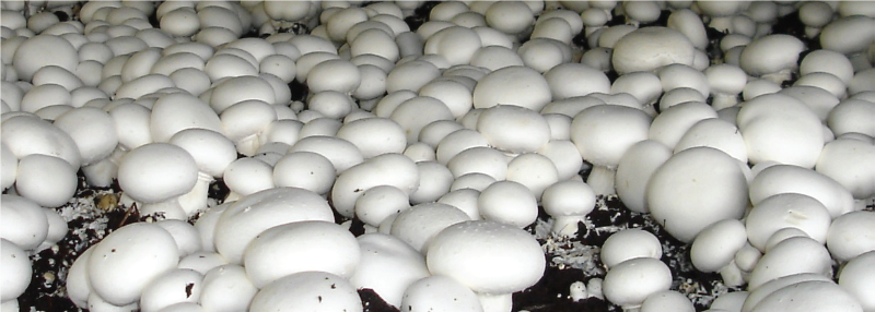 Mushroom Production Banner Image