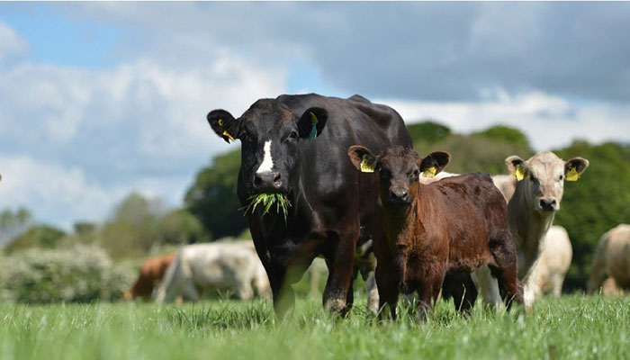 National Farm Survey: Single Suckling Enterprise Factsheet 2020