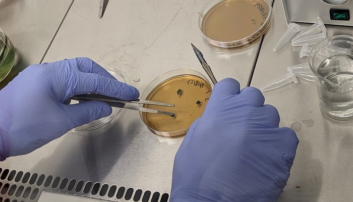 Needle samples placed on growth media to promote endophyte growth