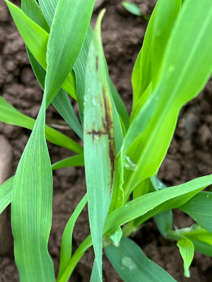 Net blotch on RGT Planet