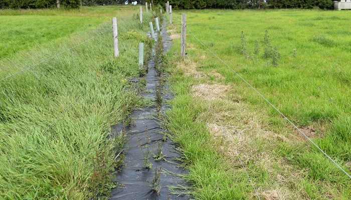 New Compostable Film for weed control in newly planted hedges
