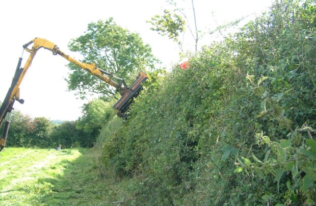 New topped hedge