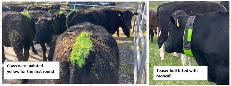 Tail paint & Moocall collar