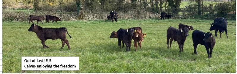 Calves at grass