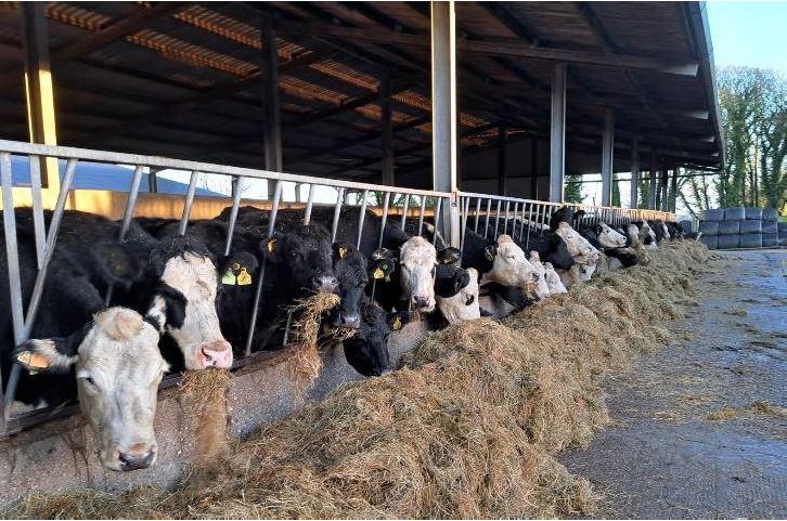 Cattle in shed eating silage