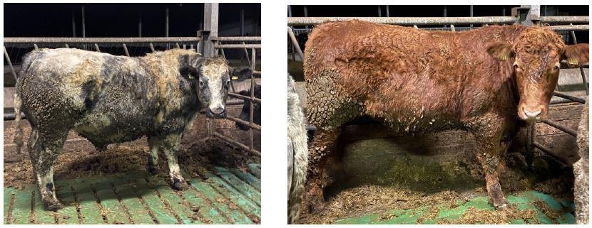Finishing cattle