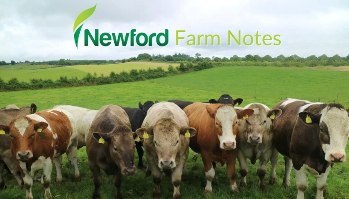 Calving season in full swing at Newford Farm