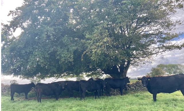 Newford Farm maiden in calf heifers