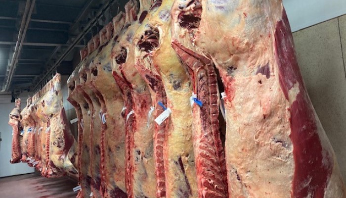 Newford 17 ½ months old in-spec Beef Heifers finished off grass without meal 
