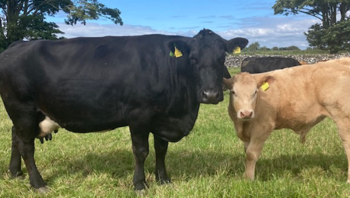 Newford update - Breeding, Biodiversity and Beef2022