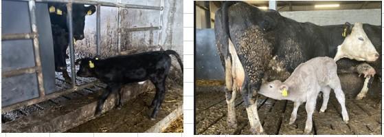 Calved cows