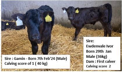 Calves