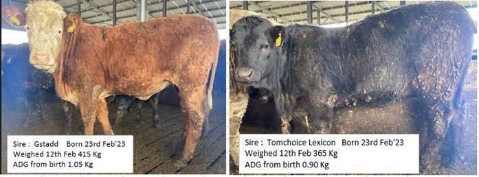 Cattle performance