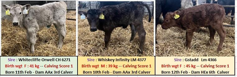 Individual calf details