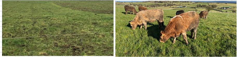 Stock at grass