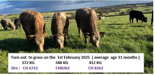 Details of cattle at grass