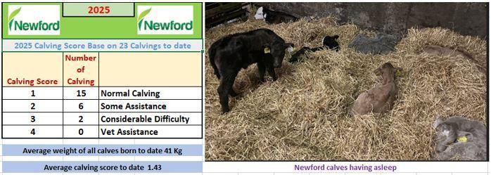 Newborn calves