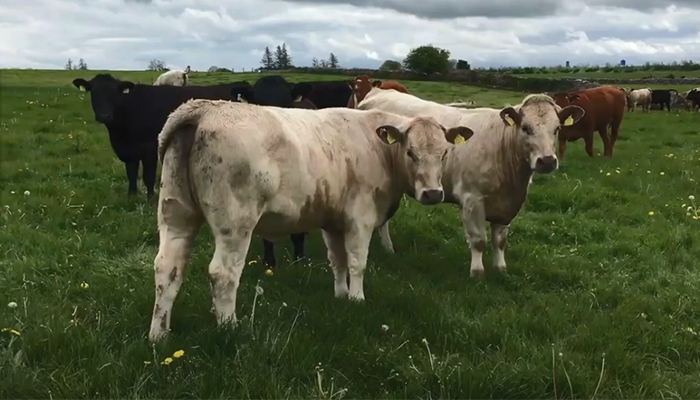 Newford Farm Beef Heifers Update