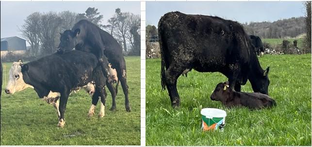 Cows at grass