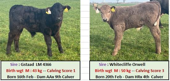 Some of the calves on the ground