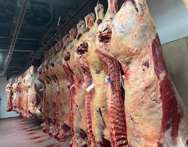 Carcasses in factory