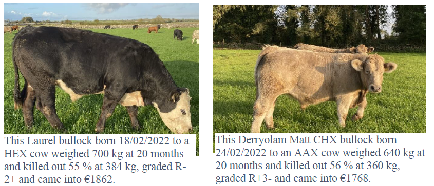 Cattle performance