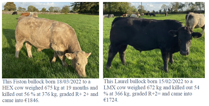 Finishing cattle