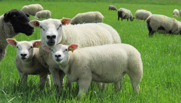 Preventing Blowfly strike in Sheep this summer
