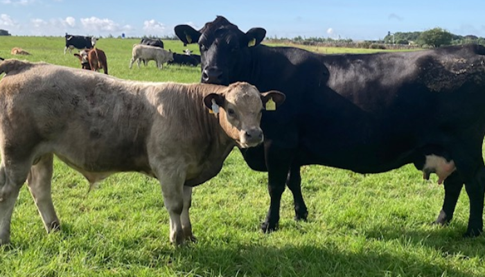 How do Spanish beef farms compare to Ireland?
