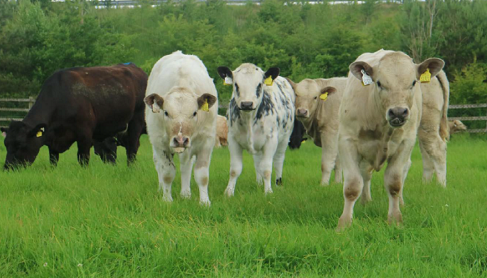 Watch: Optimising animal performance to achieve a younger age of slaughter at Newford
