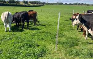 Newford calves creep grazing