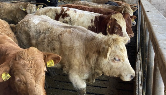 Controlling IBR - the first step is knowing your herd’s status